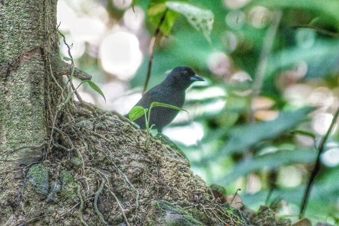 Bird Watching Tours - Rainforest trails and the waterfall stop