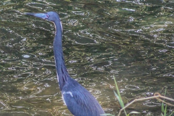Bird Watching Tours - A small group makes the search easier