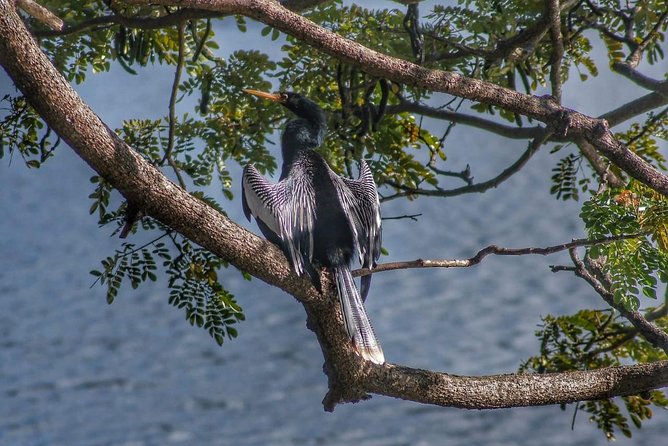 Bird Watching Tours - Is $90 a fair price?