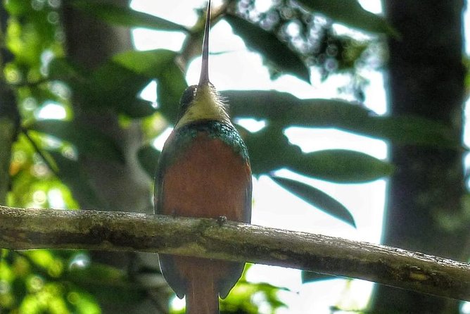 Bird Watching Tours - Who should book this experience