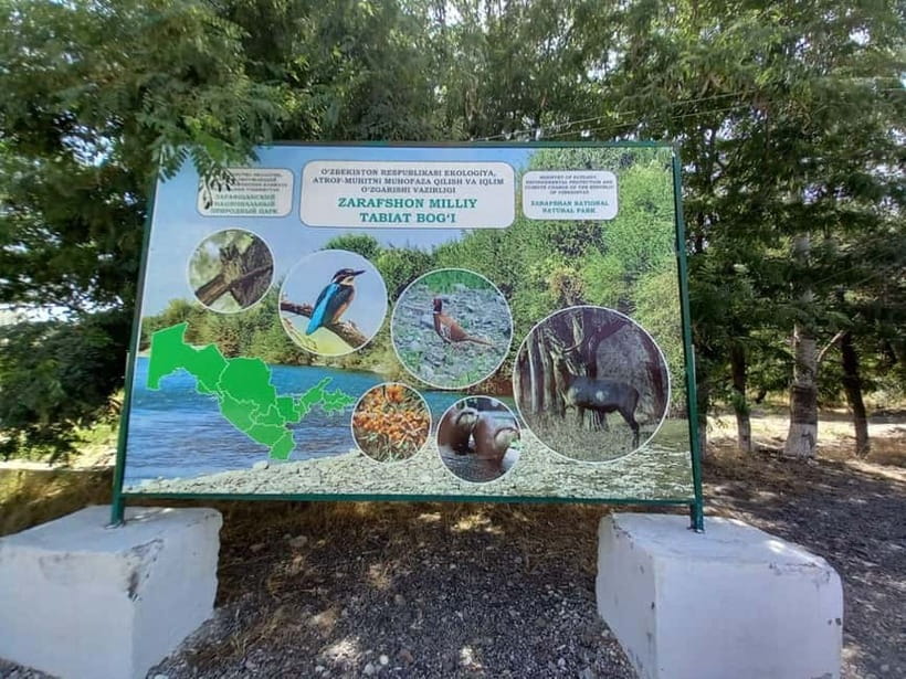 Bird Watching Tours in Samarkand - Morning among the trees at Zeravshan