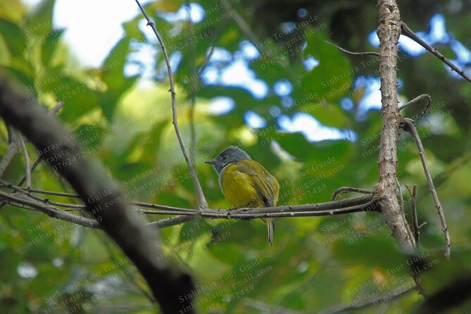 Bird Watching Tours in Sinharaja Rain Forest - Key points to know before booking