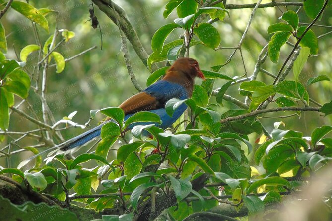 Bird Watching Tours in Sinharaja Rain Forest - Starting at Deniyaya at 5:30 am