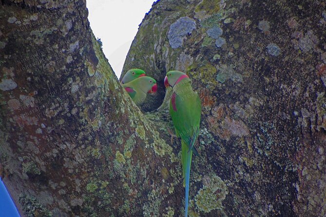Bird Watching Tours in Sinharaja Rain Forest - The birding pace: listen, watch, and wait