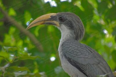 Bird Watching Tours in Sinharaja Rain Forest