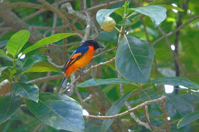 Bird Watching Tours in Sinharaja Rain Forest - What the $140 price includes