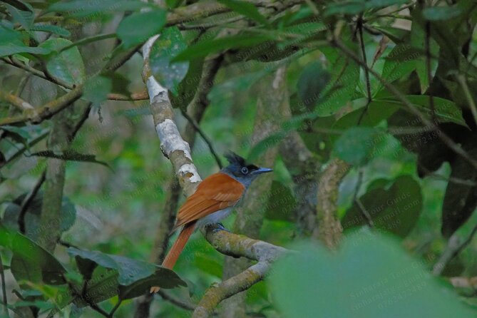 Bird Watching Tours in Sinharaja Rain Forest - Achi and the value of expert bird guidance