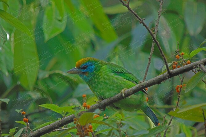 Bird Watching Tours in Sinharaja Rain Forest - Physical effort and practical preparation