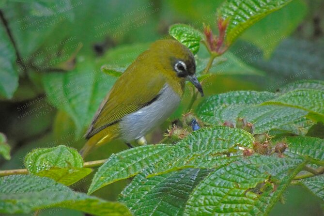 Bird Watching Tours in Sinharaja Rain Forest - Weather, cancellation, and timing