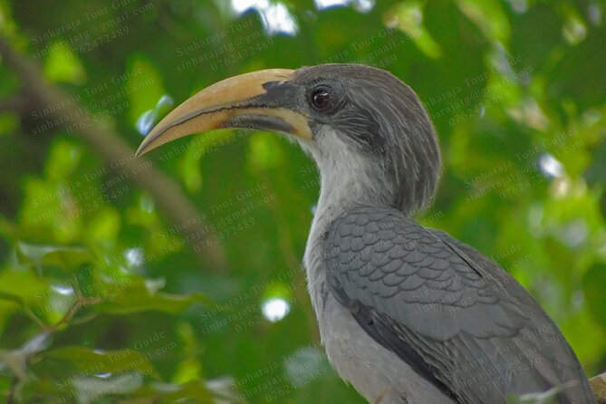 Bird Watching Tours in Sinharaja Rain Forest - Entering Sinharaja Forest with a local guide