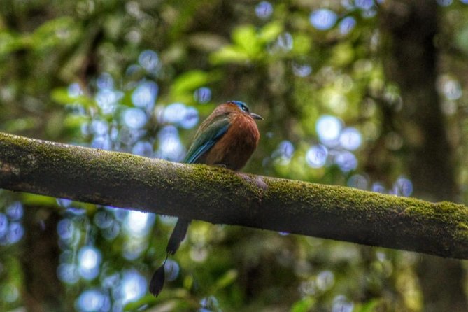 Bird Watching Tours - What the three-hour outing may feel like