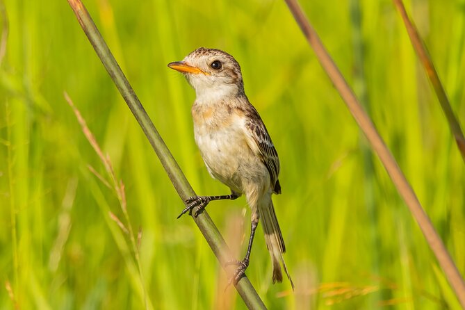 Birding and Nature Chaco Tour - Key points before you book