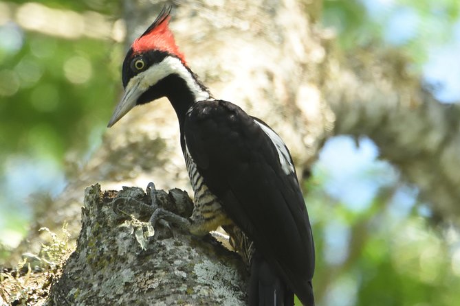 Birding and Nature Chaco Tour - La Rafaela farm and Estancia La Playada