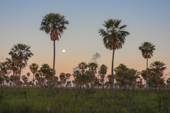Birding and Nature Chaco Tour - Why the guide matters
