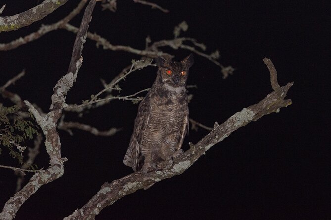 Birding and Nature Chaco Tour - The birds you may see