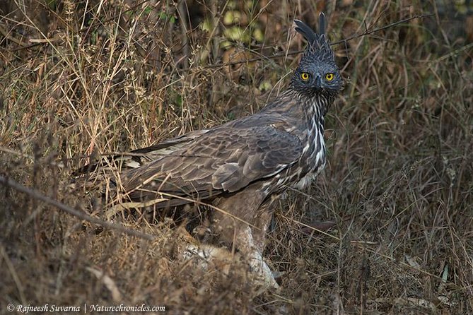 Birding & Bird Photography tour in Bangalore - Key points at a glance