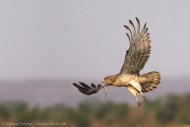 Birding & Bird Photography tour in Bangalore - Why a dawn start changes the day