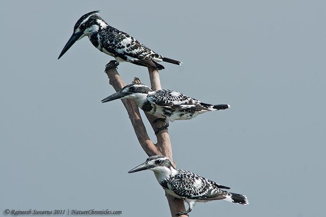 Birding & Bird Photography tour in Bangalore - Nandi Hills and the value of starting high