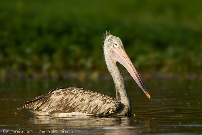 Birding & Bird Photography tour in Bangalore - A private vehicle keeps the day focused