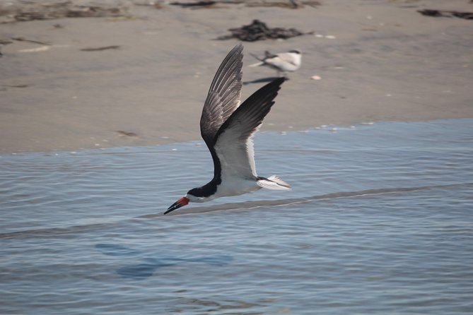 Birding By Boat on the Osprey - Key points for Birding By Boat on the Osprey