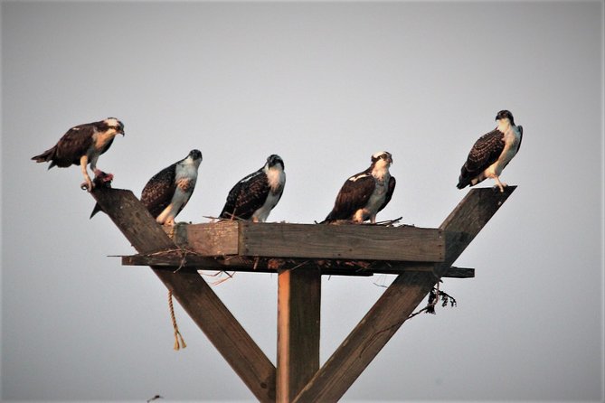 Birding By Boat on the Osprey - Captain Bob, Patty, Chris, and the naturalist support