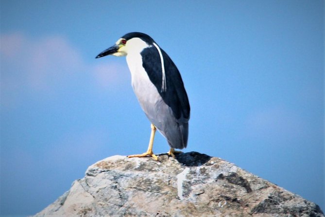 Birding By Boat on the Osprey - Weather, photography, and comfort tips