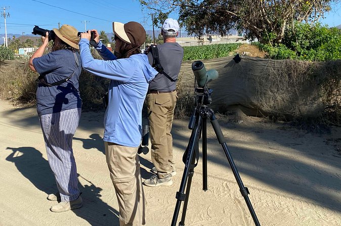 Birding By Sea and Land 4hr. La Paz Mexico - A rancho walk with a different bird list