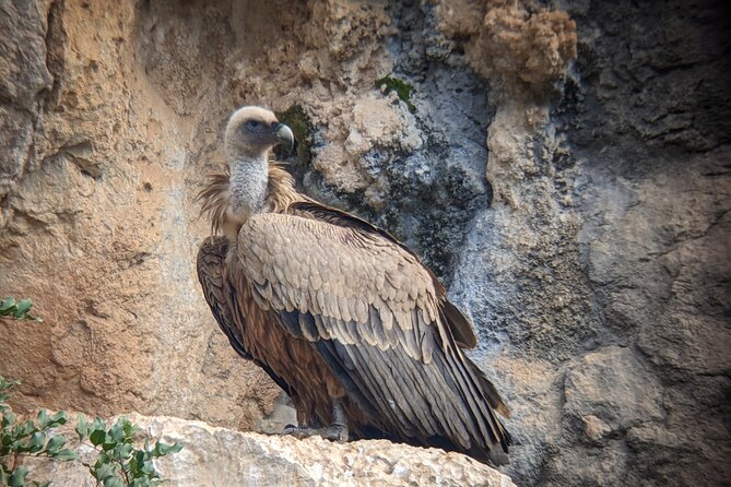 Birding Costa del Sol Day tour - Sierra de las Nieves, reservoir, and stream
