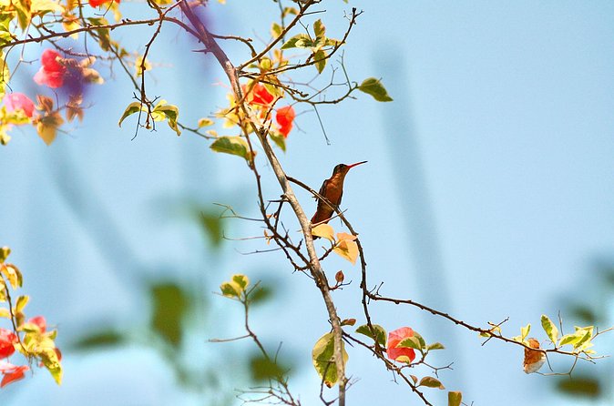 Birding for beginners - What the three-hour schedule feels like
