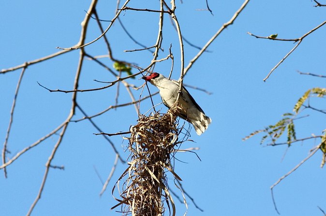 Birding for beginners - What you might see, and why no list is guaranteed