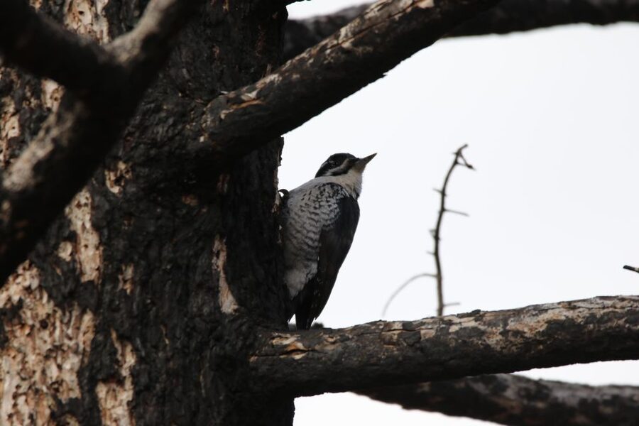 Birding Hike and Hot Spring Soak from Denver - Small practical points that matter