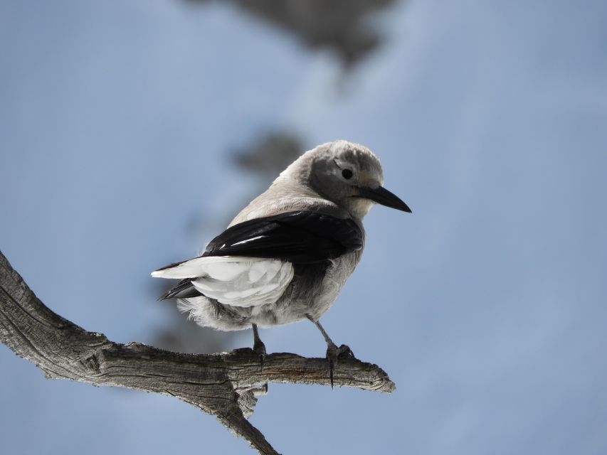 Birding Hike and Hot Spring Soak from Denver - Walking through spruce-fir forest