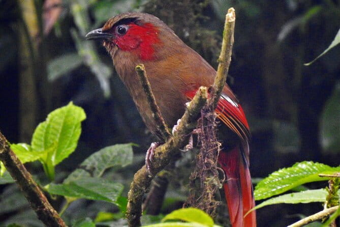 Birding Hike: Day Birdwatching in Kathmandu - Why Kathmandu is a smart base for birding