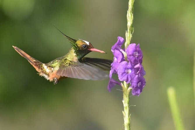 Birding in the Rainforest - Key things to know before you book