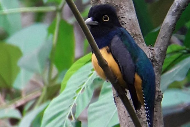 Birding in the Rainforest - Why Uvita works so well for birding