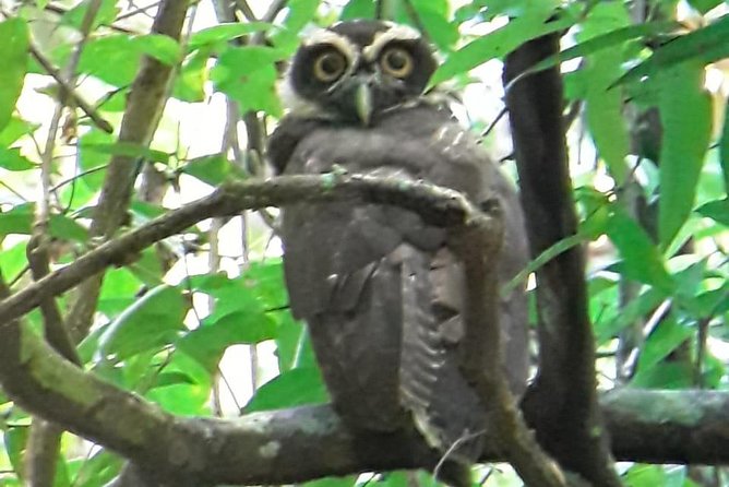 Birding in the Rainforest - How the bird search unfolds