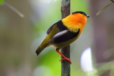 Birding in the Rainforest