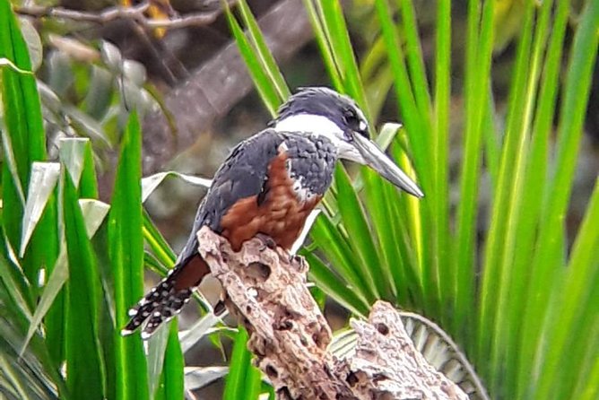Birding in the Rainforest - Who should book this Uvita outing?