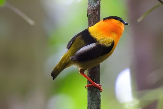 Birding in the Rainforest - The early start at 6:00 am