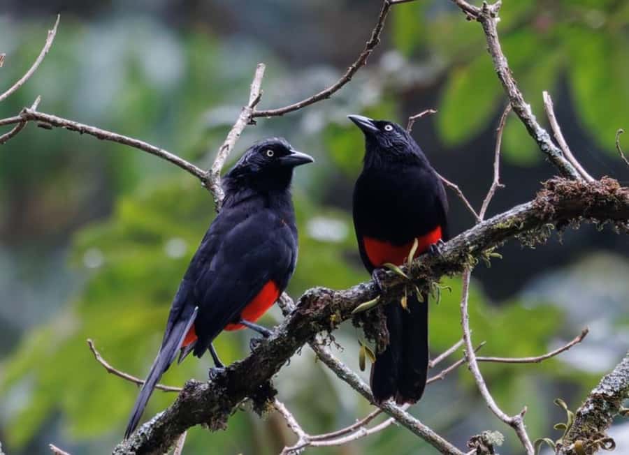 Birding Medellin with expert bird-watcher (Private) - Key Points Before You Book