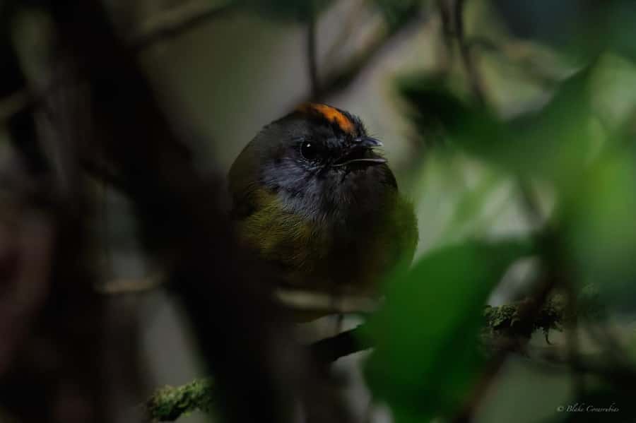 Birding Medellin with expert bird-watcher (Private) - Who Should Book This Birding Outing?