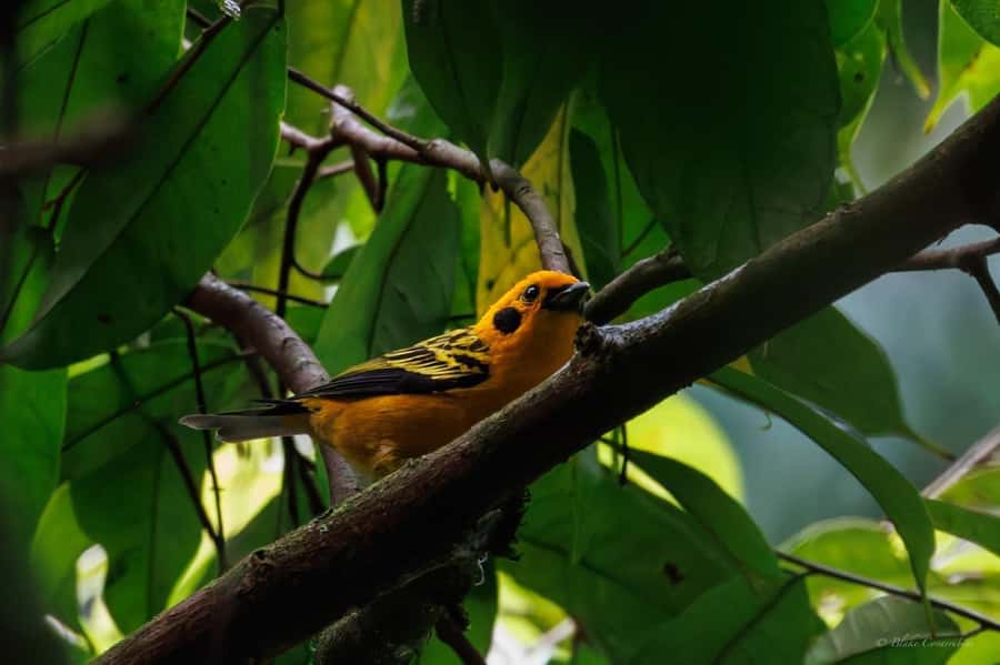 Birding Medellin with expert bird-watcher (Private) - What the Six-Hour Walk Is Like