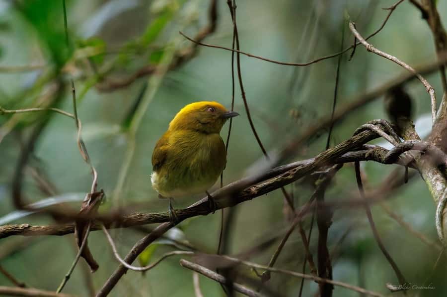 Birding Medellin with expert bird-watcher (Private) - Sebastian’s Guiding Style and Bird Knowledge