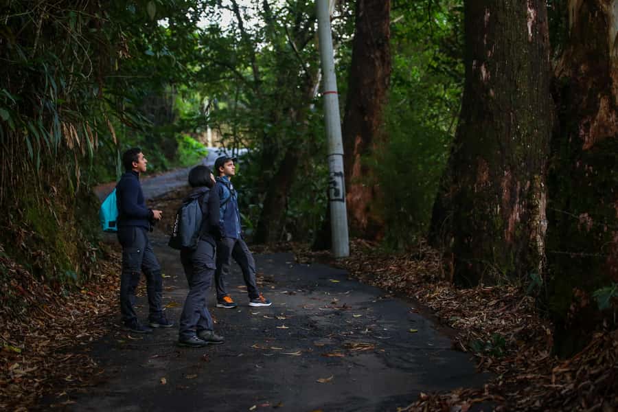 Birding Medellin with expert bird-watcher (Private) - Sightings You Might Remember