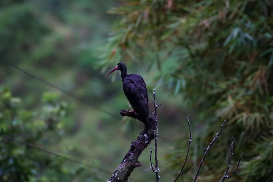 Birding Medellin with expert bird-watcher (Private) - Is $197 Good Value for Two?