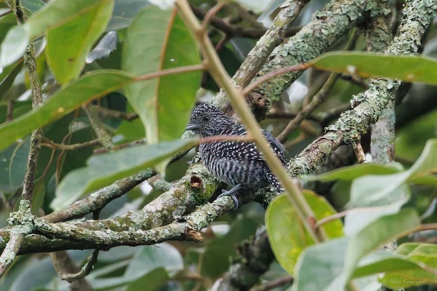 Birding Medellin with expert bird-watcher (Private) - What Could Make the Tour Less Suitable