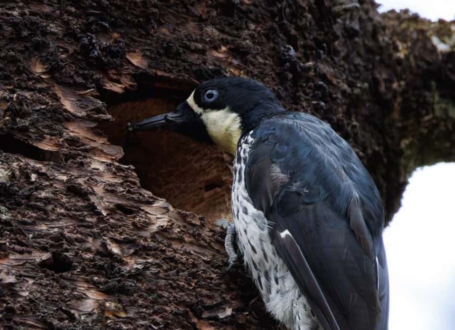 Birding Medellin with expert bird-watcher (Private) - Why La Romera Works So Well for Birding