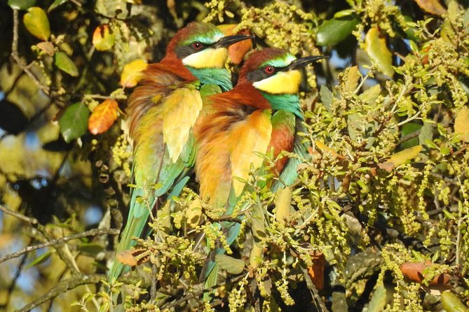 Birding & Photography Day Trip to Doñana from Seville - Why Doñana makes a worthwhile day from Seville