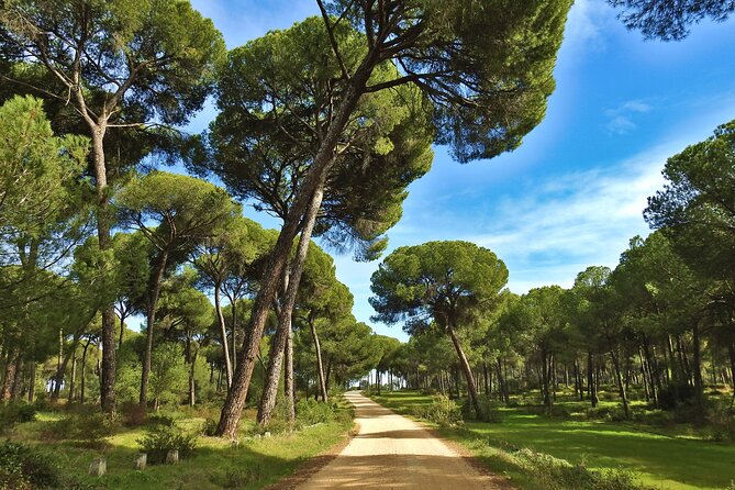 Birding & Photography Day Trip to Doñana from Seville - What the birding setup adds
