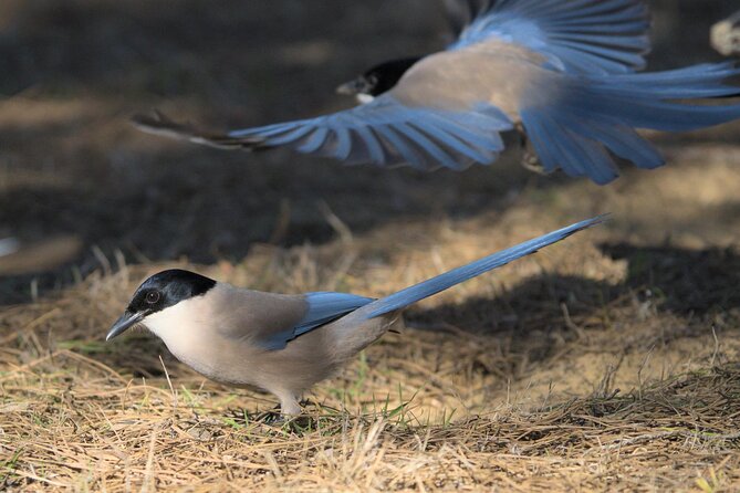 Birding & Photography Day Trip to Doñana from Seville - The guides: Maria, Vincent, Vicent, and Sergio